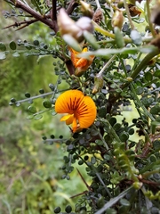 Adesmia confusa