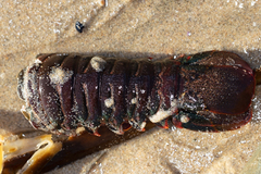 Panulirus interruptus