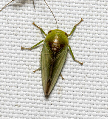 Iassinae