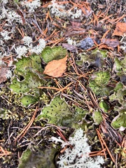 Peltigera aphthosa
