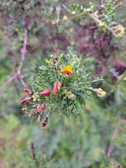 Adesmia confusa