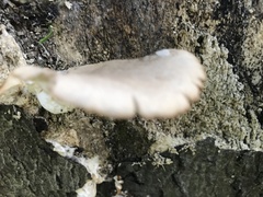 Pleurotus