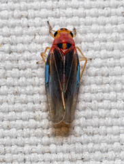 Cicadellidae