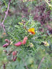 Adesmia confusa