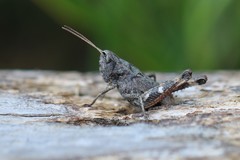 Chloealtis conspersa