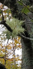 Usnea subfloridana
