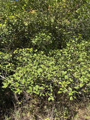 Ilex opaca