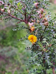 Adesmia confusa