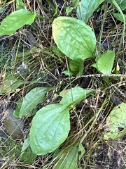 Plantago