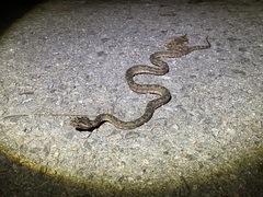 Protobothrops cornutus