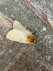 Lemonia taraxaci