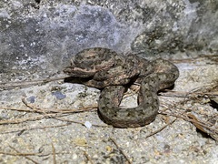 Protobothrops cornutus