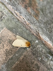 Lemonia taraxaci