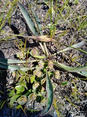 Euphorbia silenifolia