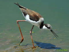 Himantopus mexicanus melanurus