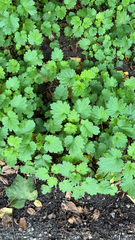 Modiola caroliniana