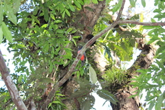 Trogon curucui
