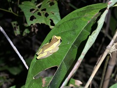 Dendropsophus leucophyllatus