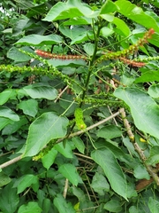 Acalypha macrostachya