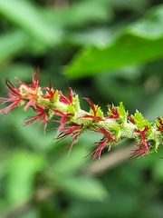 Acalypha macrostachya