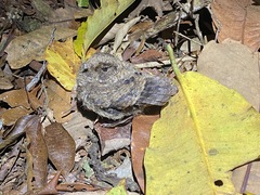 Nyctiphrynus ocellatus