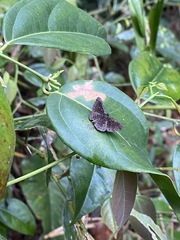 Riodinidae