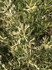Baccharis neglecta