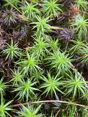 Polytrichum formosum