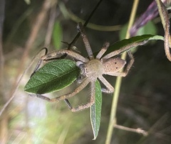 Neosparassus