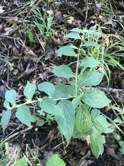 Lithospermum latifolium