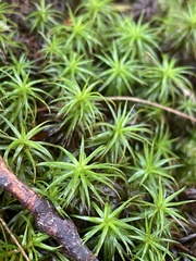 Polytrichum formosum
