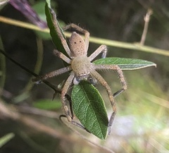 Neosparassus