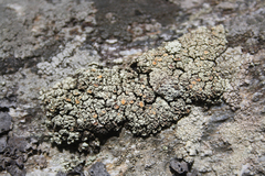 Rhizoplaca chrysoleuca