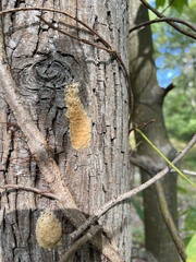 Lymantria dispar