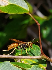 Polistes crinitus