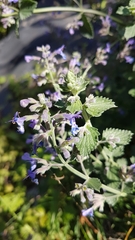 Nepeta racemosa