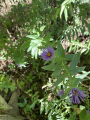 Symphyotrichum oblongifolium