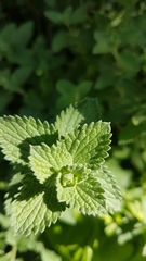 Nepeta racemosa