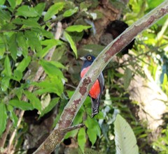 Trogon curucui