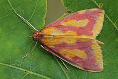 Ostrinia palustralis