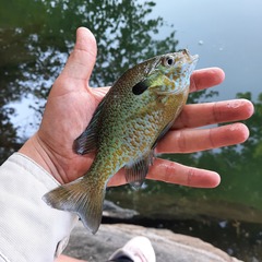 Lepomis auritus × macrochirus