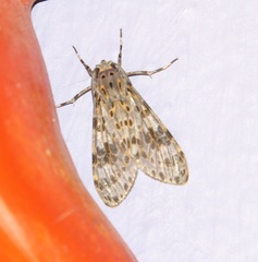 Eucereon myrina