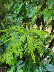 Pentaclethra macroloba