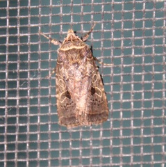Eriopygini