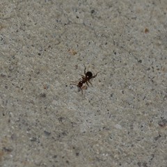 Acanthinus argentinus