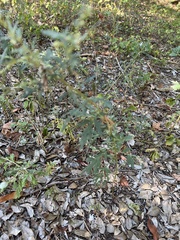 Ambrosia psilostachya