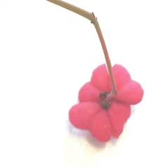 Euonymus europaeus