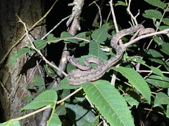 Protobothrops cornutus