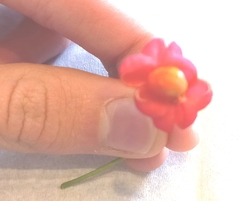 Euonymus europaeus