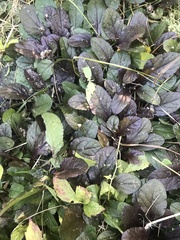 Ajuga reptans